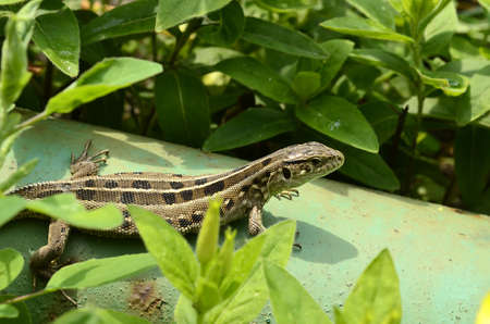 Lizardの写真素材