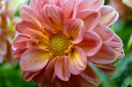 Flowerの写真素材