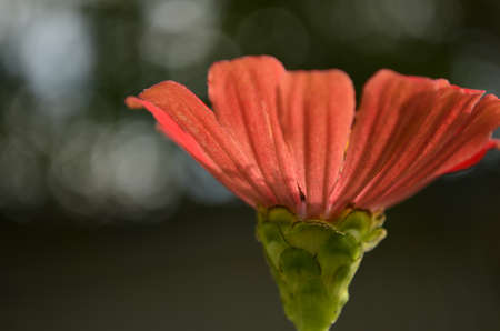 Flowersの写真素材