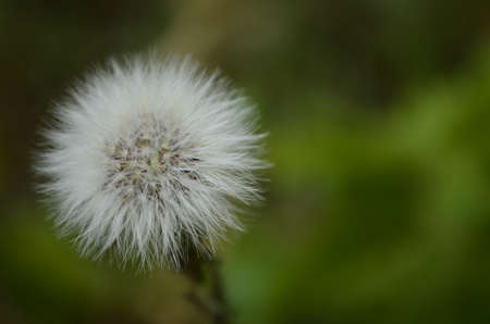 Flowersの写真素材