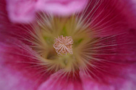 Flowersの写真素材