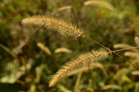Plantsの写真素材