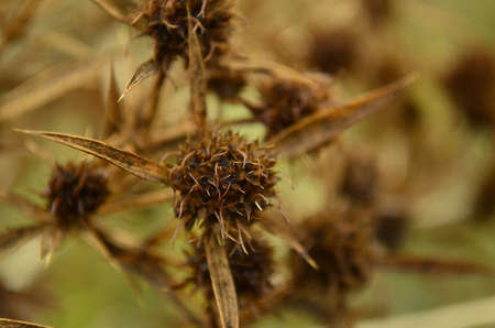 Plantsの写真素材