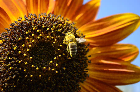 Flowersの写真素材