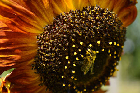 Flowersの写真素材