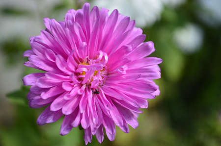 Flowersの写真素材