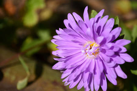 Flowersの写真素材