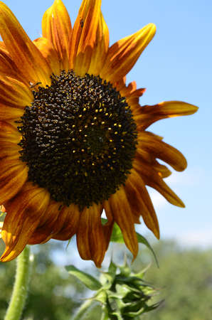 Flowersの写真素材