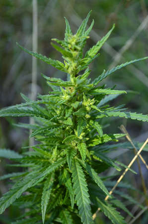 Cannabisの写真素材