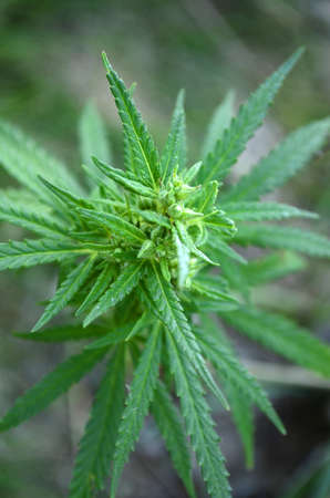 Cannabisの写真素材