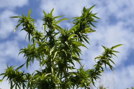 Cannabisの写真素材