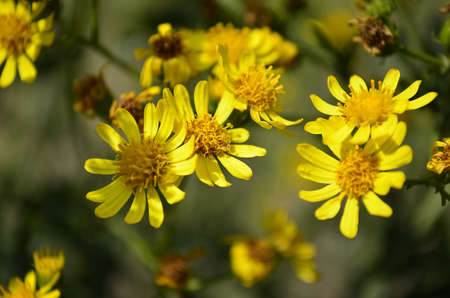 Flowersの写真素材