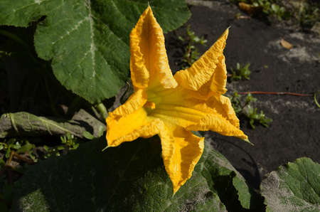 Flowersの写真素材