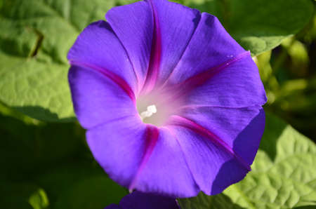 Flowersの写真素材