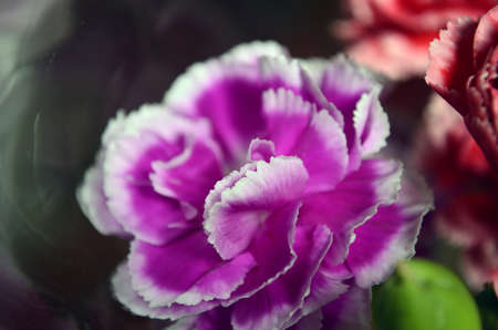 Flowersの写真素材