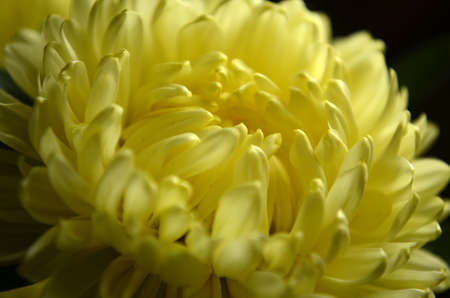 Flowersの写真素材