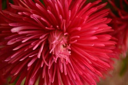 Flowersの写真素材