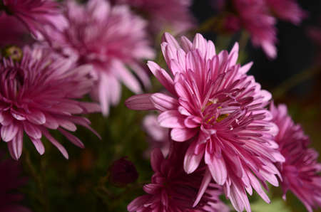 Flowersの写真素材