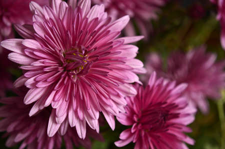 Flowersの写真素材