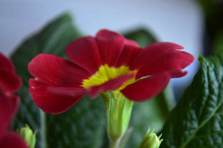 Flowersの写真素材