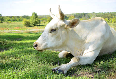 Animalsの写真素材