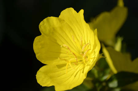 Flowersの写真素材