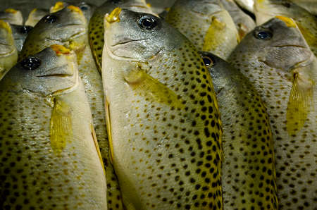 Fish   の写真素材