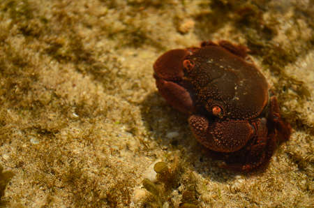 Crabsの写真素材