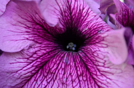 Flowersの写真素材