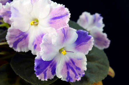 Flowersの写真素材