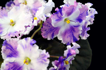Flowersの写真素材