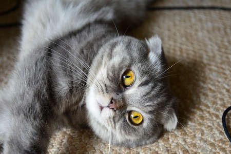 scottish foldの写真素材