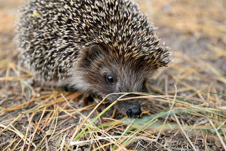 Forest resident hedgehog.の写真素材