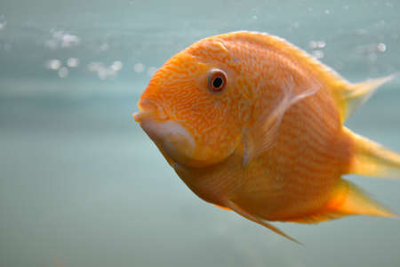 Ornamental fish which are contained in aquariums. The first mention of the artificial fish breeding in China dated back to 1500 BC. e.の写真素材