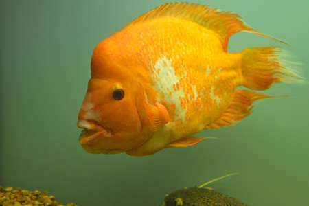 Ornamental fish which are contained in aquariums. The first mention of the artificial fish breeding in China dated back to 1500 BC. e.の写真素材