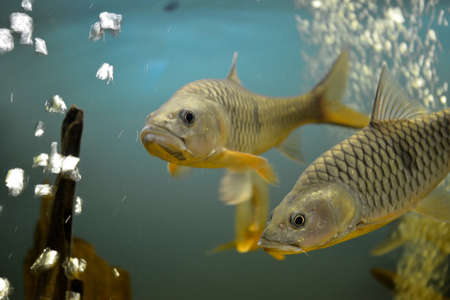 Ornamental fish which are contained in aquariums. The first mention of the artificial fish breeding in China dated back to 1500 BC. e.の写真素材