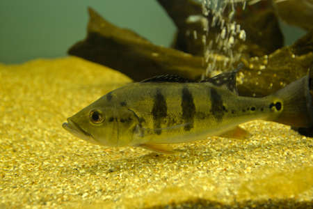 Ornamental fish which are contained in aquariums. The first mention of the artificial fish breeding...