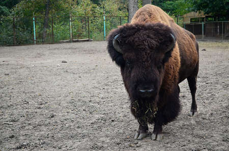 Zubr, or European bison - a kind of animal of the genus of bison of the subfamily of bovine family...