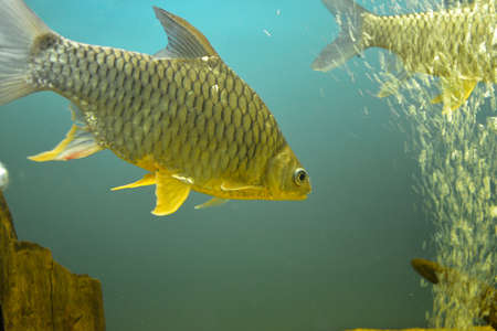 Ornamental fish which are contained in aquariums. The first mention of the artificial fish breeding...