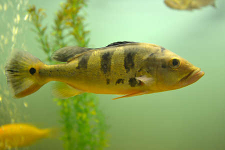 Ornamental fish which are contained in aquariums. The first mention of the artificial fish breeding in China dated back to 1500 BC. e.の写真素材