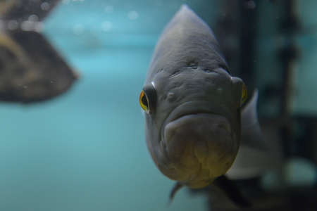 Ornamental fish which are contained in aquariums. The first mention of the artificial fish breeding in China dated back to 1500 BC. e.の写真素材