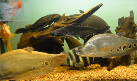 Ornamental fish which are contained in aquariums. The first mention of the artificial fish breeding in China dated back to 1500 BC. e.の写真素材