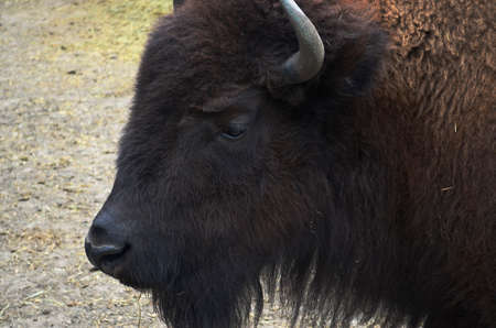 Zubr, or European bison - a kind of animal of the genus of bison of the subfamily of bovine family...