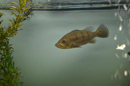 Ornamental fish which are contained in aquariums. The first mention of the artificial fish breeding in China dated back to 1500 BC. e.の写真素材