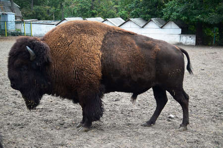 Zubr, or European bison - a kind of animal of the genus of bison of the subfamily of bovine family of polarogig detachment of cloven-hoofed animals.の写真素材