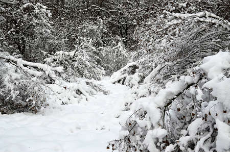 Winter landscapeの写真素材