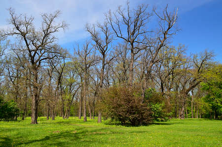 National dendrological park