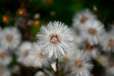 National dendrological park Sofiyivka (Ukrainian Sofiivka)