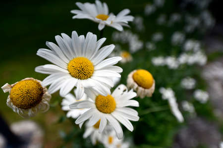 Complex body of seed reproduction of flowering (angiosperms) plants.