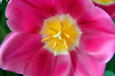 Flowers on the dacha, macro.の写真素材